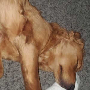 Meet your Posher, Steven